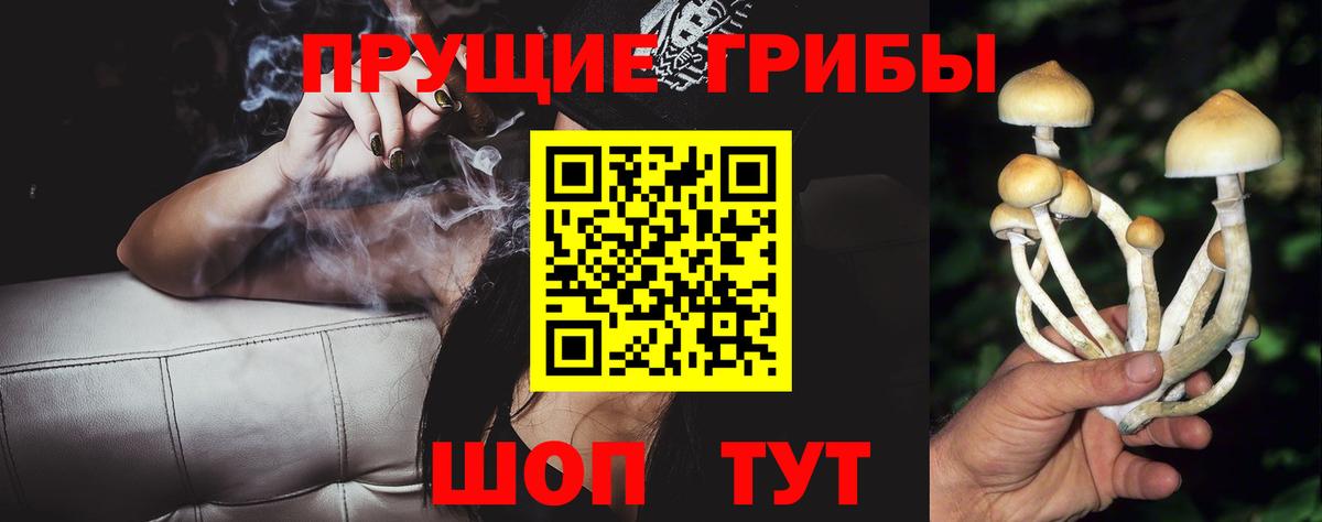 Псилоцибиновые грибы Psilocybe Кирово-Чепецк